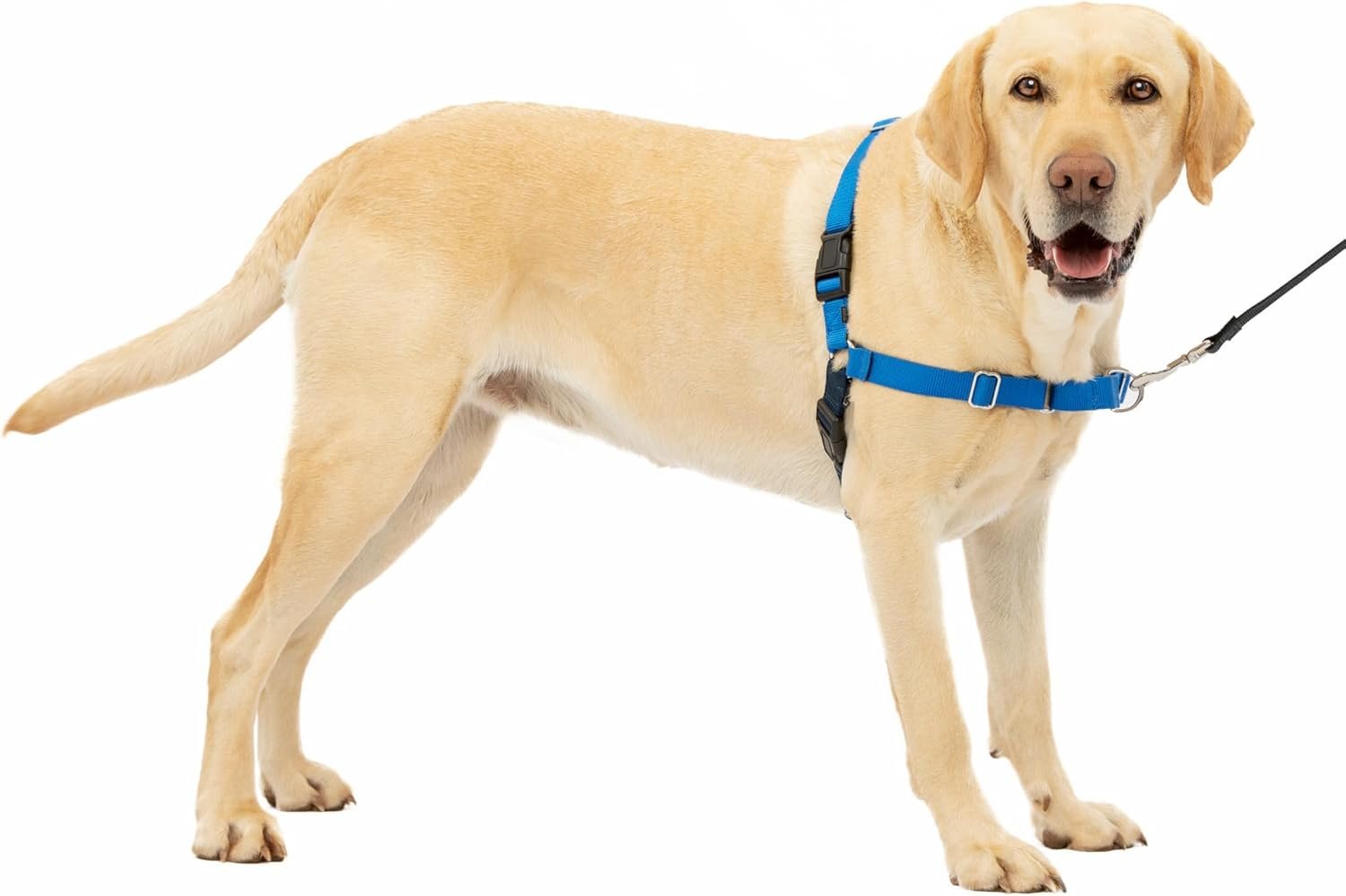 PetSafe Easy Walk No-Pull Dog Harness – The Ultimate Harness to Help Stop Pulling – Take Control & Teach Better Leash Manners – Helps Prevent Pets Pulling on Walks, Large, Royal Blue/Navy Blue