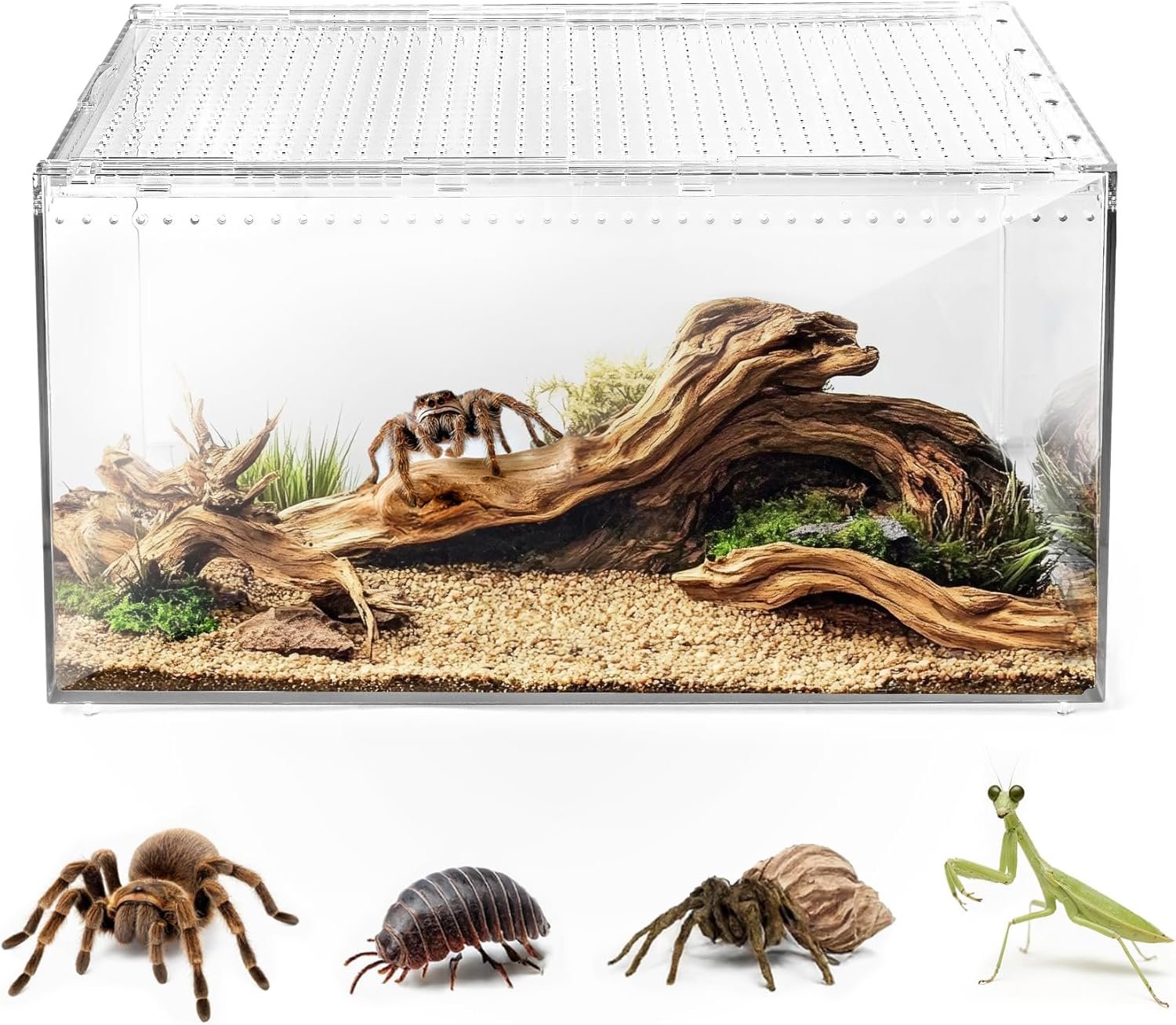 AZV Escape Proof Reptile Terrarium,Shatter Proof Polycarbonate Tarantula Tank with Magnetic Lid,Ventilated Spider Enclosure,360° Clear View,Easy Clean Habitat for Gecko,Frogs,Insects,Hermit Crabs S